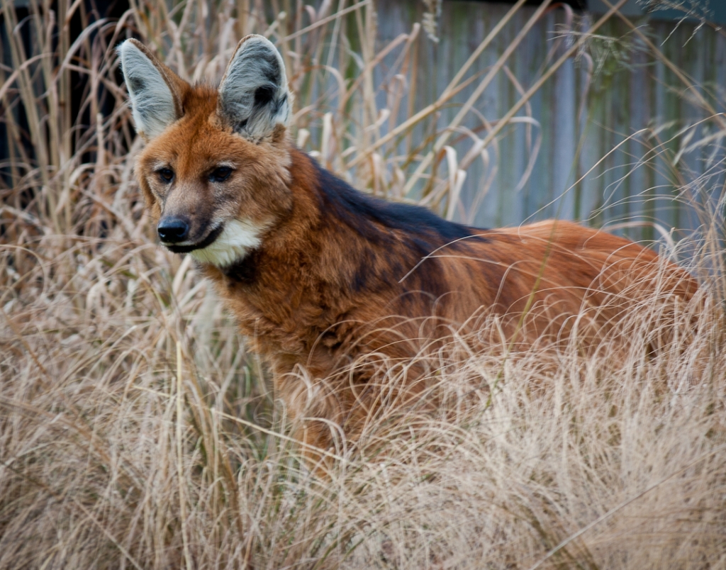 show me a maned wolf