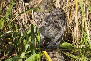 Fishing Cat Hunting in Long Grass Prionailurus Viverrinus