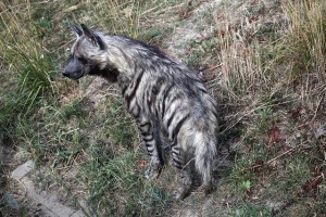 Striped hyena (Hyaena hyaena). Wild life animal.