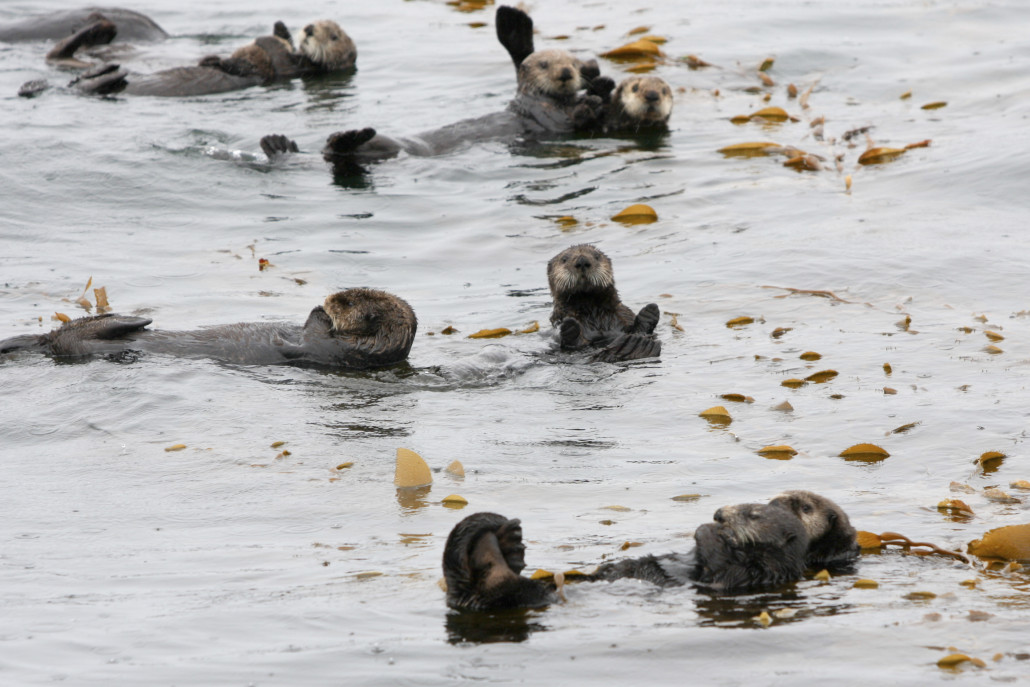 Sea_Otters - S.P.E.C.I.E.S.